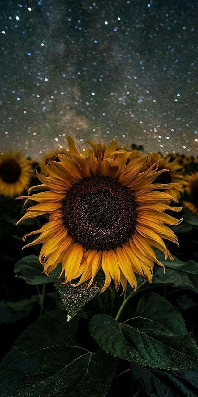 Night Sunflower Wallpapers - Top Free Night Sunflower Backgrounds