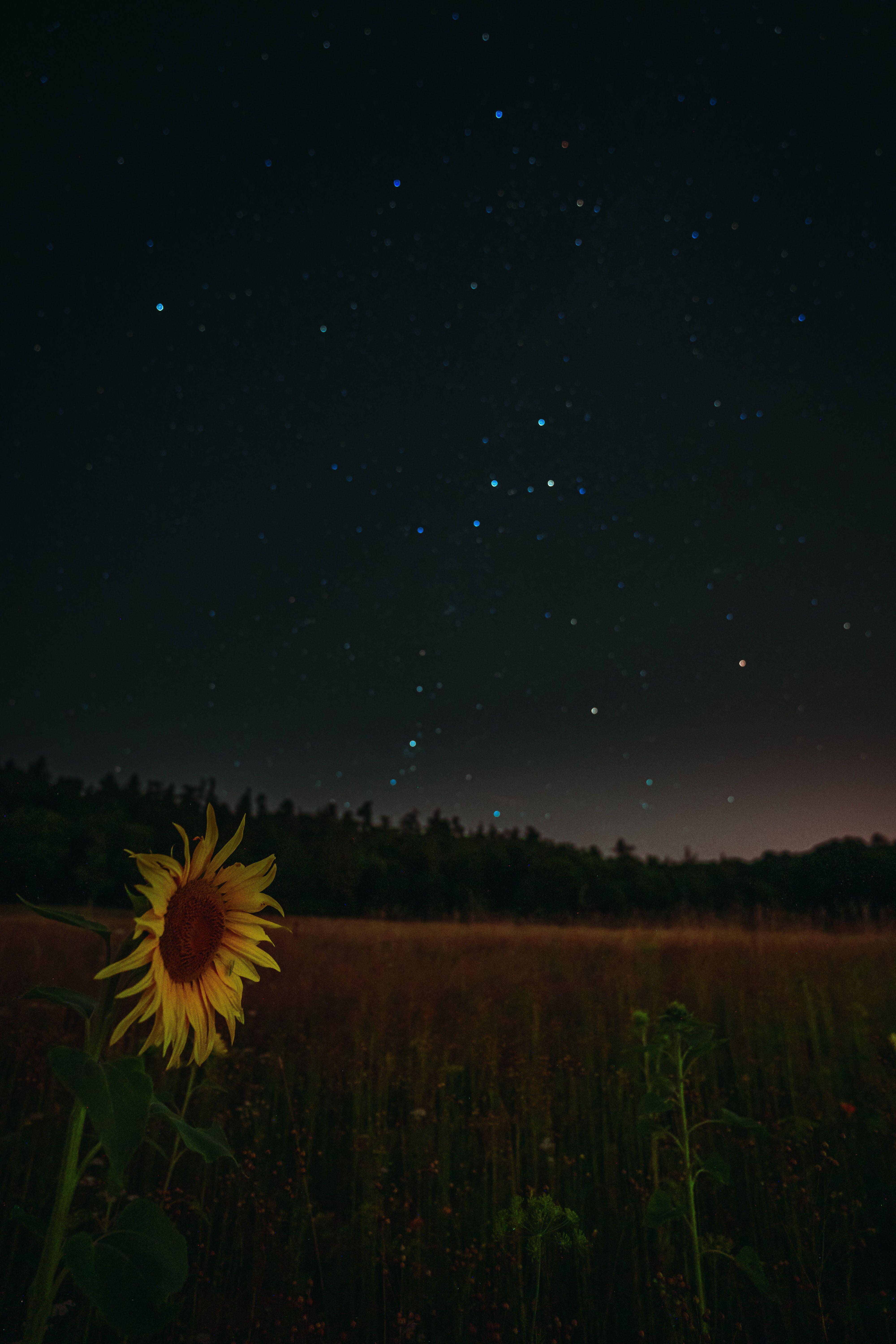 Night Sunflower Wallpapers Top Free Night Sunflower Backgrounds