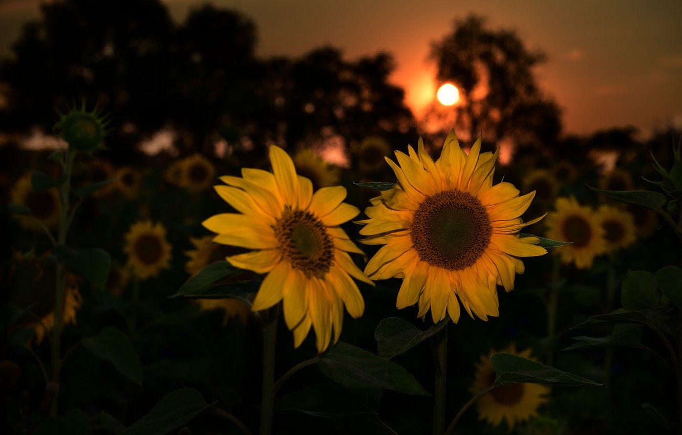 Night Sunflower Wallpapers Top Free Night Sunflower Backgrounds WallpaperAccess