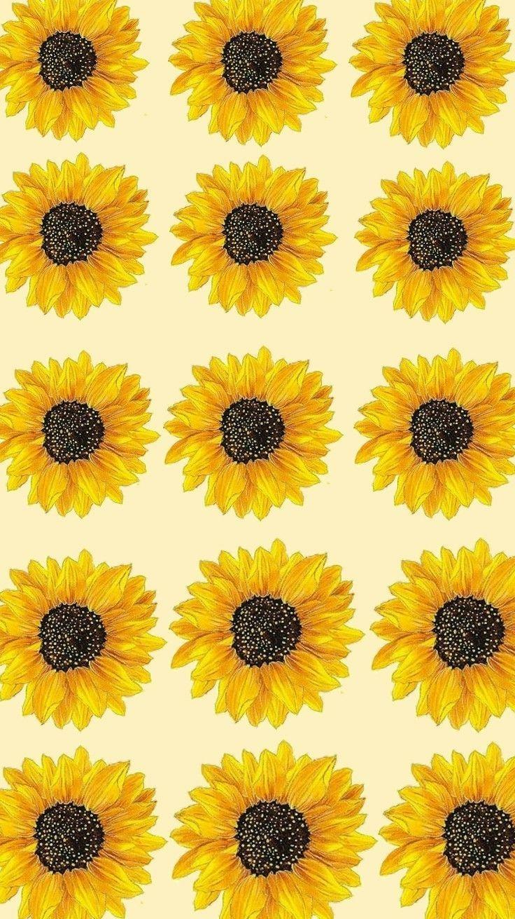 Sunflower Drawing Wallpapers Top Free Sunflower Drawing