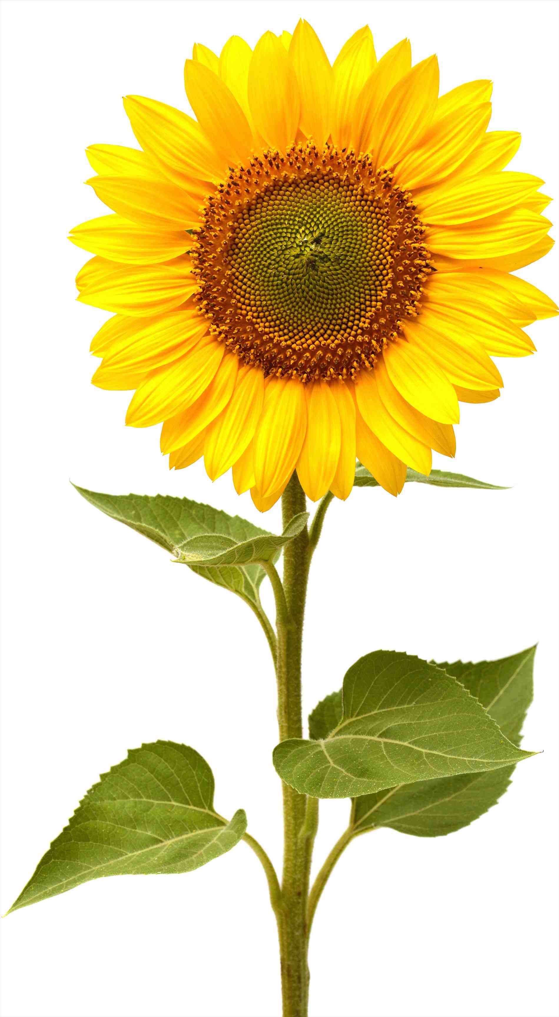 Sunflower Drawing Wallpapers Top Free Sunflower Drawing Backgrounds