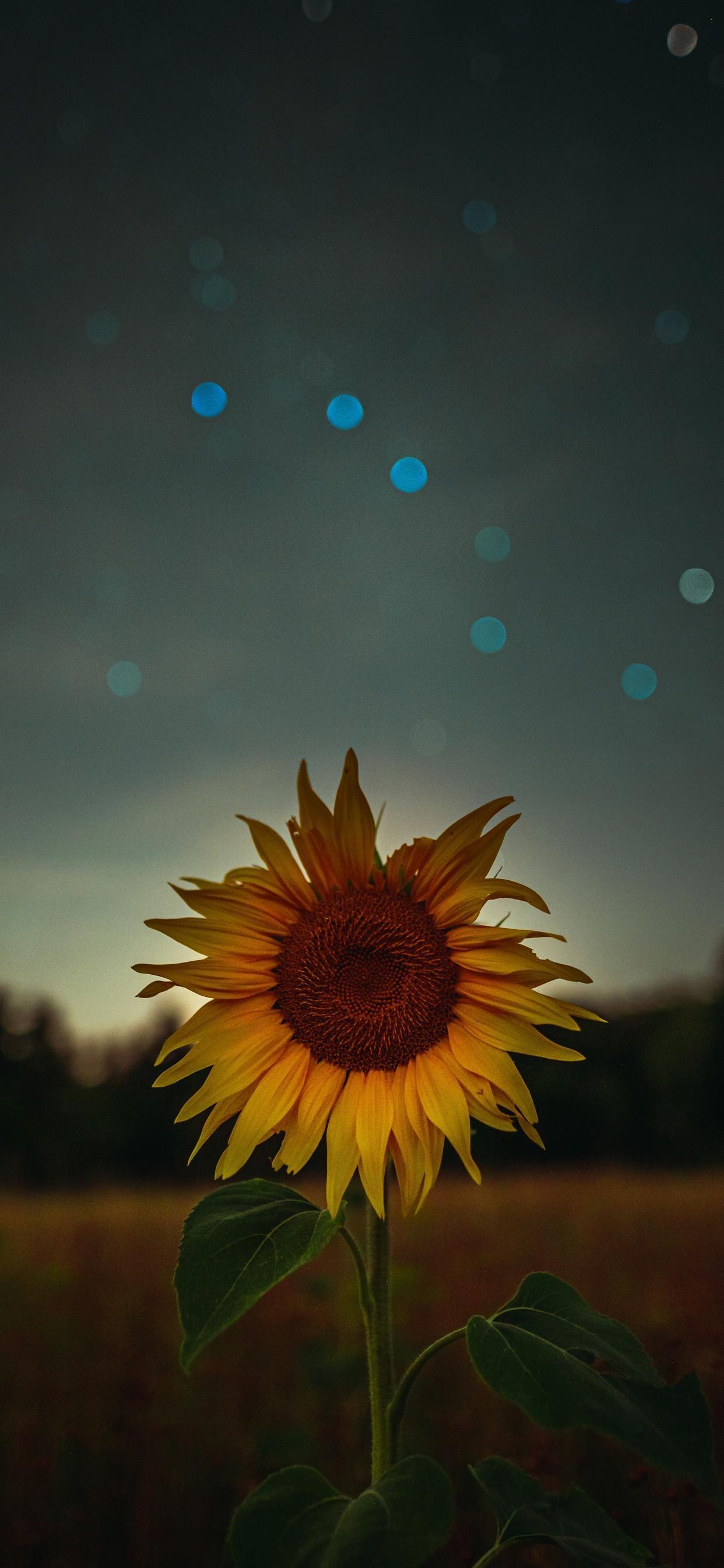 Night Sunflower Wallpapers Top Free Night Sunflower Backgrounds