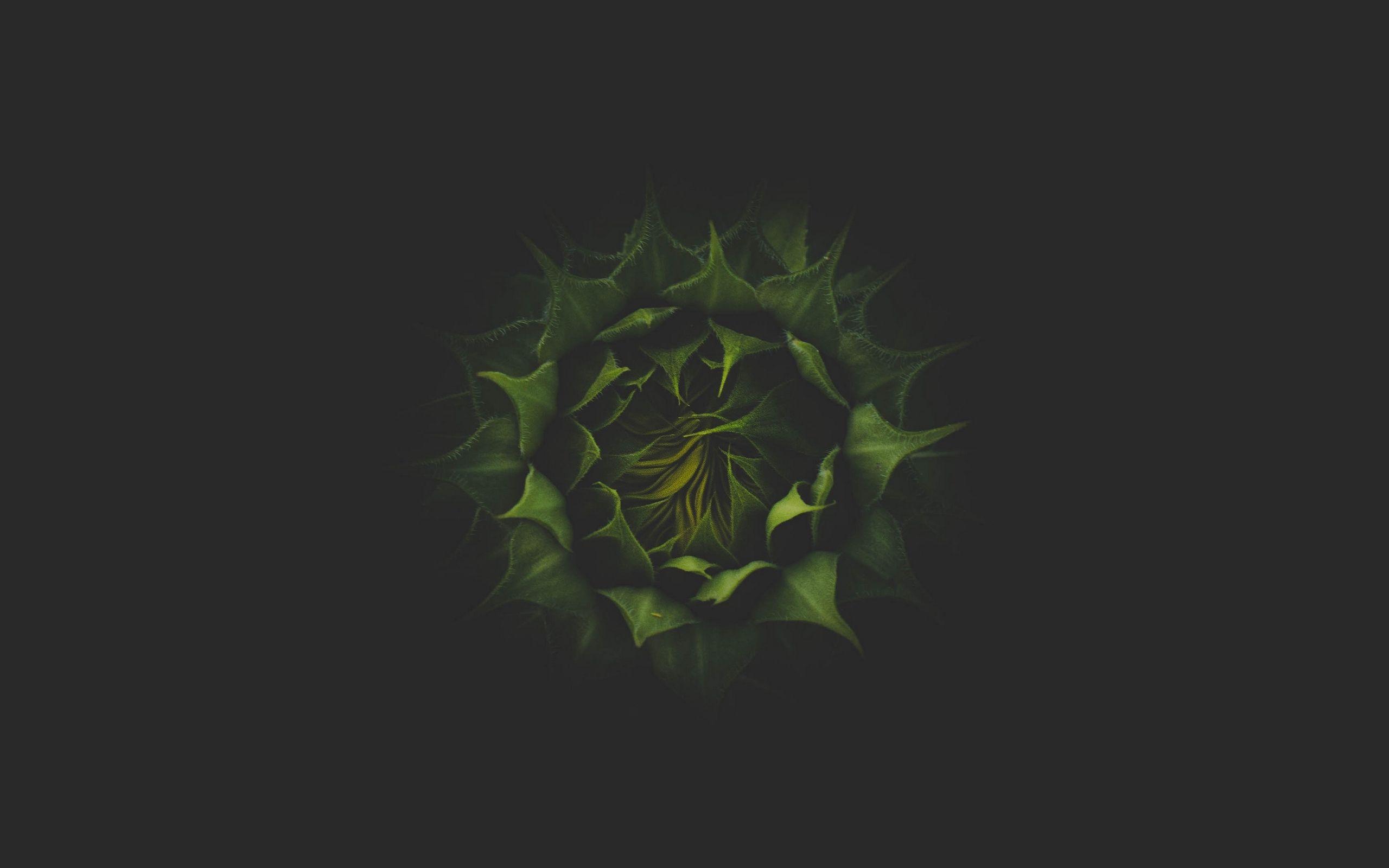 2560x1600 Download wallpaper 2560x1600 sunflower, plant, dark, bud