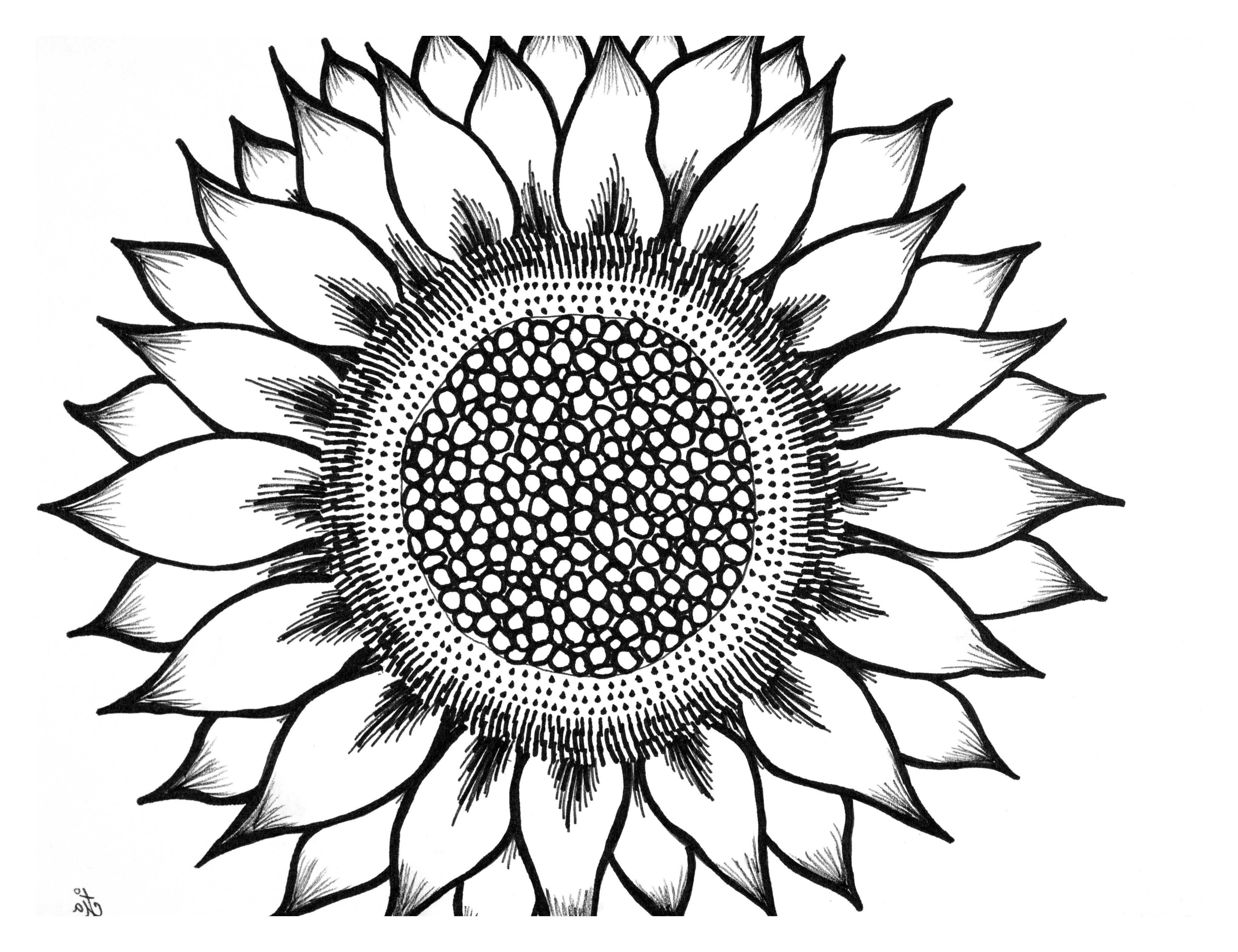 Black and White Sunflower Wallpapers Top Free Black and White Sunflower Backgrounds