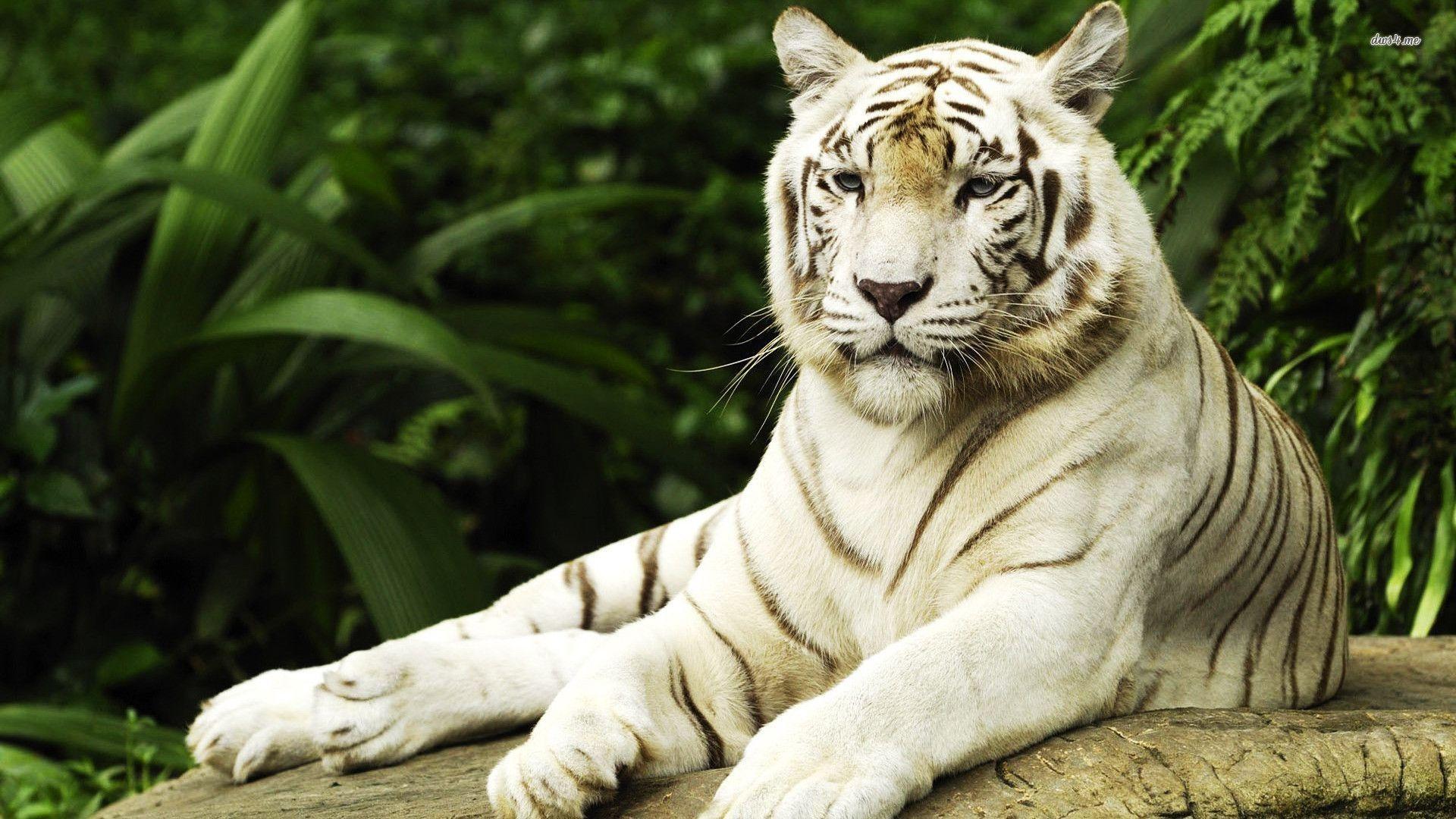 1920x1080 White Tiger Wallpaper HD