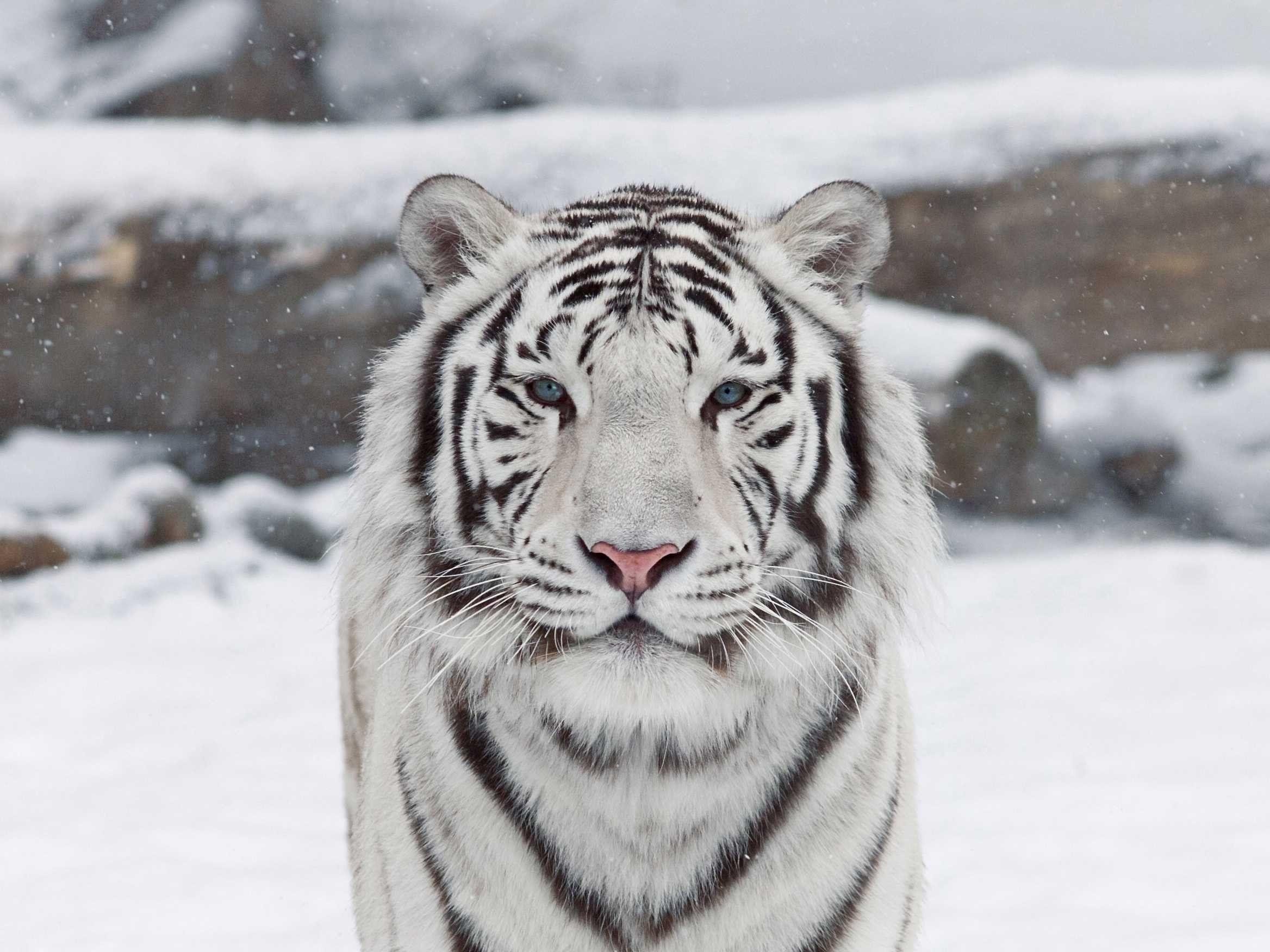 Hình Nền Cool White Tiger Top Những Hình Ảnh Đẹp