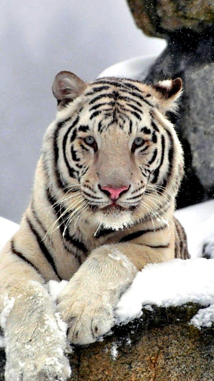 750x1334 Animal White Tiger (750x1334) Wallpaper
