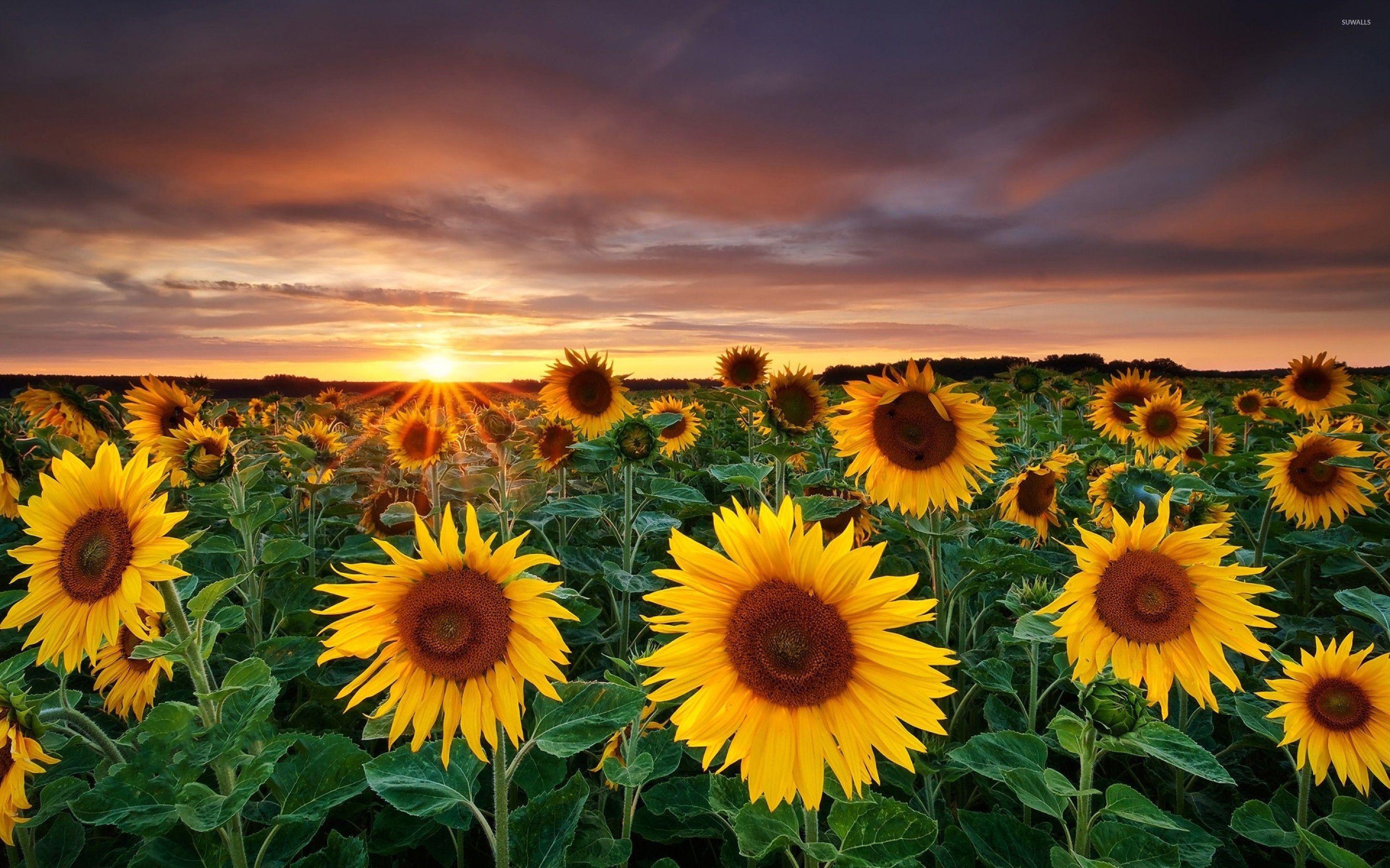 2880x1800 Sunflower fields with a beautiful sun setting in the horizon