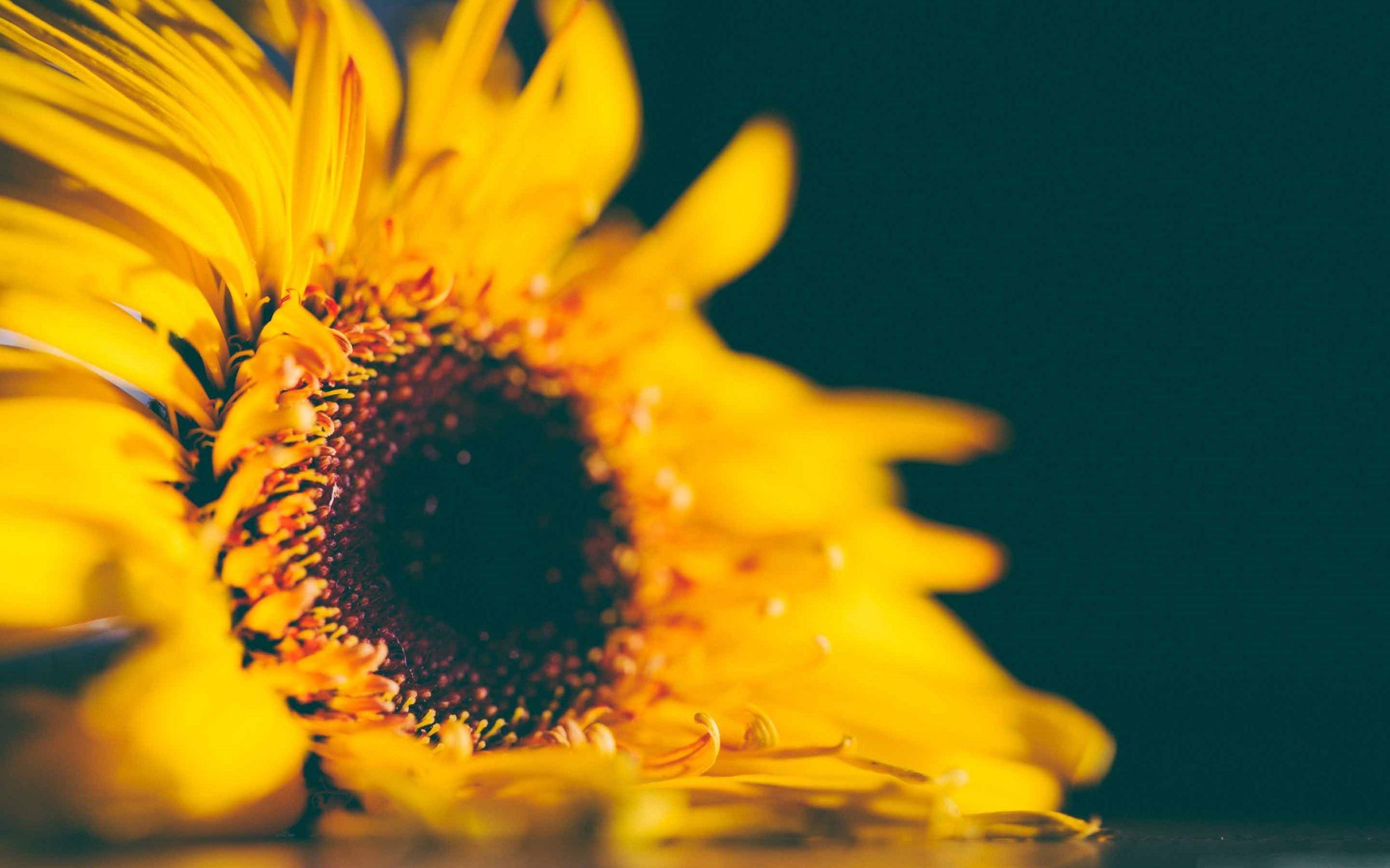 2560x1600 Yellow Sunflower MacBook Air Wallpaper Download