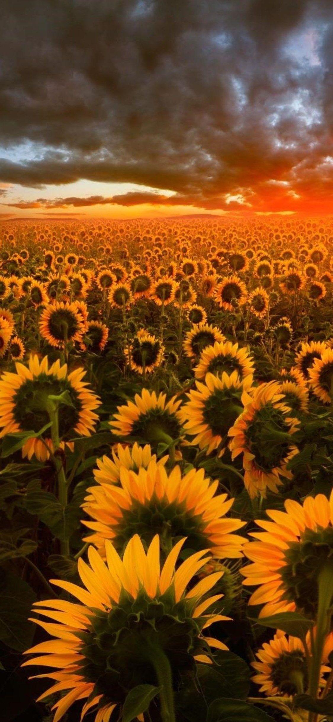 1125x2436 Sunflower iPhone Wallpaper Large Image