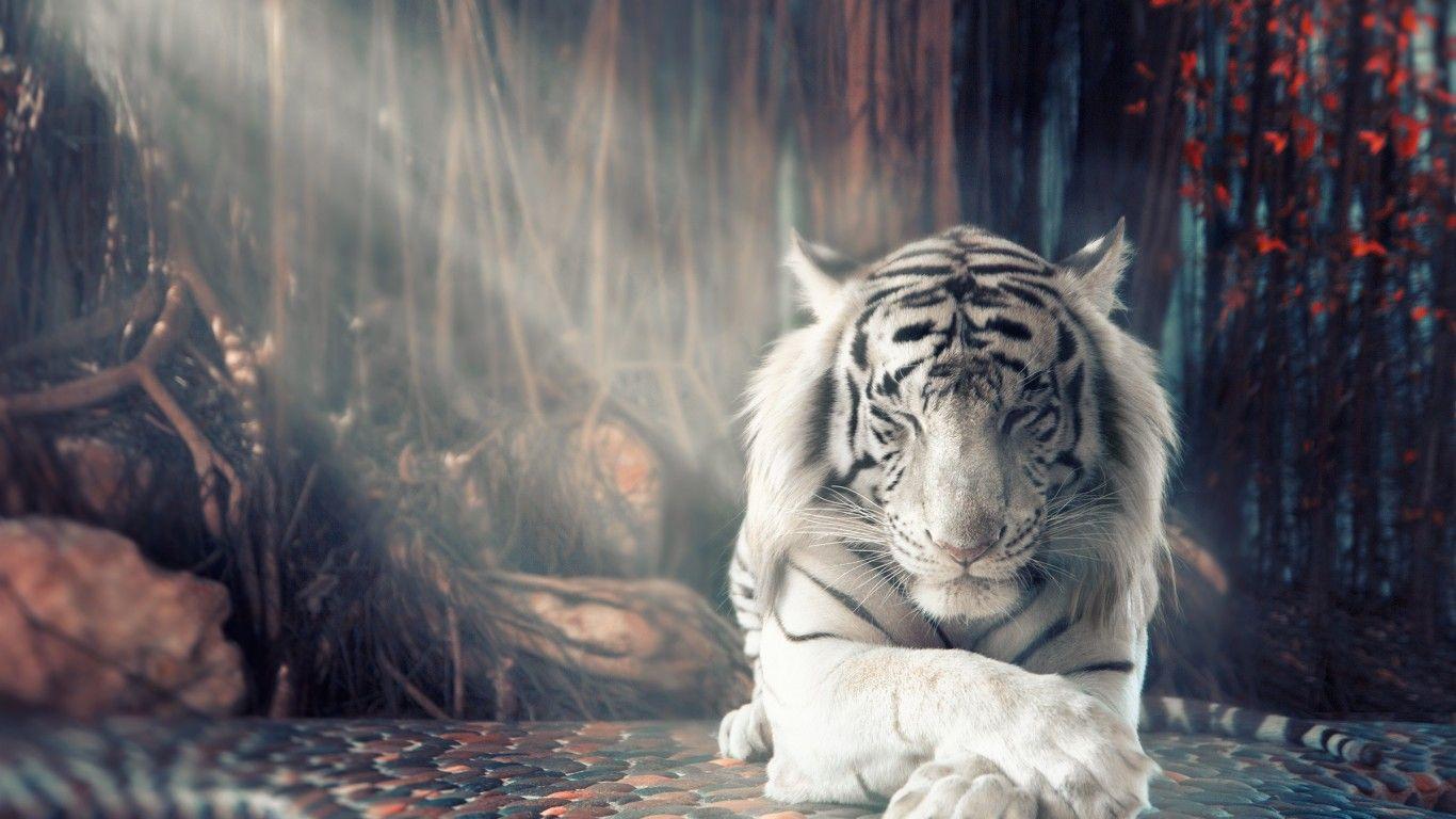 Cool White Tiger Wallpapers Top Nh Ng H Nh Nh P