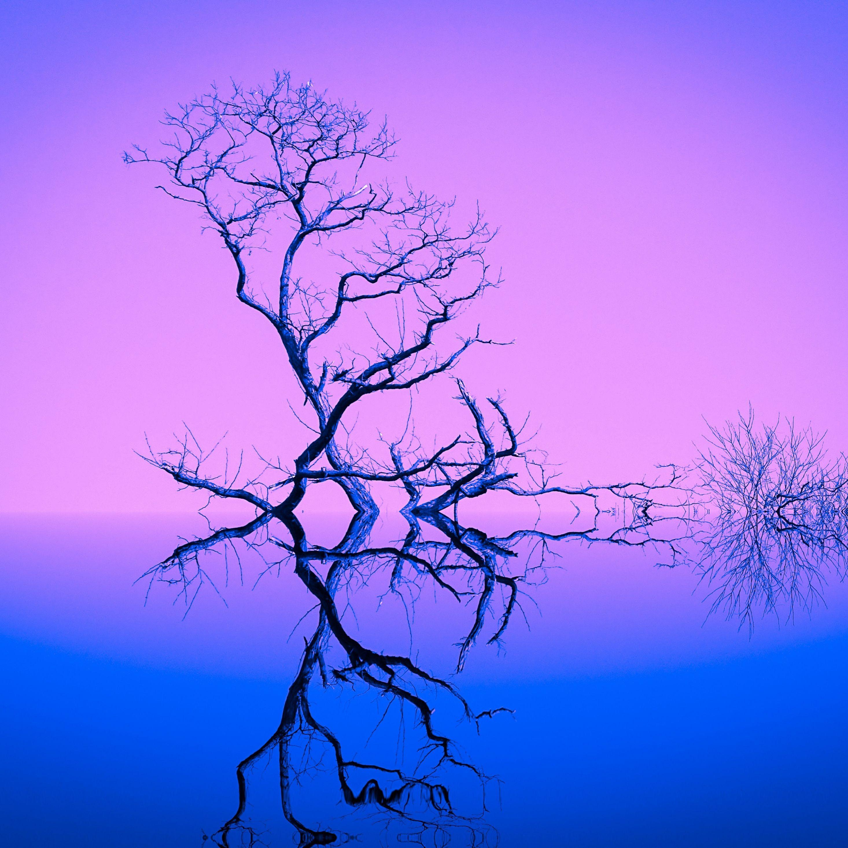 2932x2932 Download 2932x2932 wallpaper old, dried tree, reflections, sunset