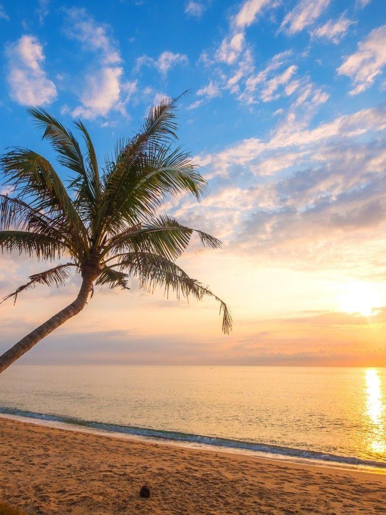 768x1024 Download 768x1024 Beach, Palm Tree, Coast, Sunset, Horizon, Clouds