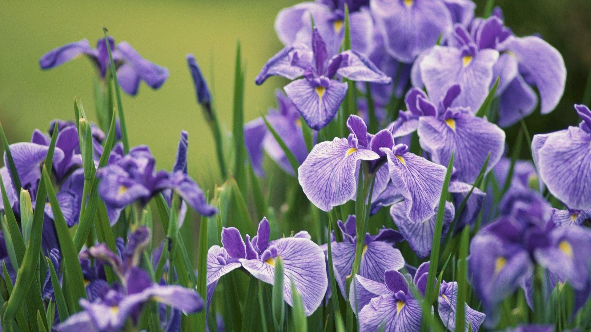 1920x1080 Iris Wallpaper
