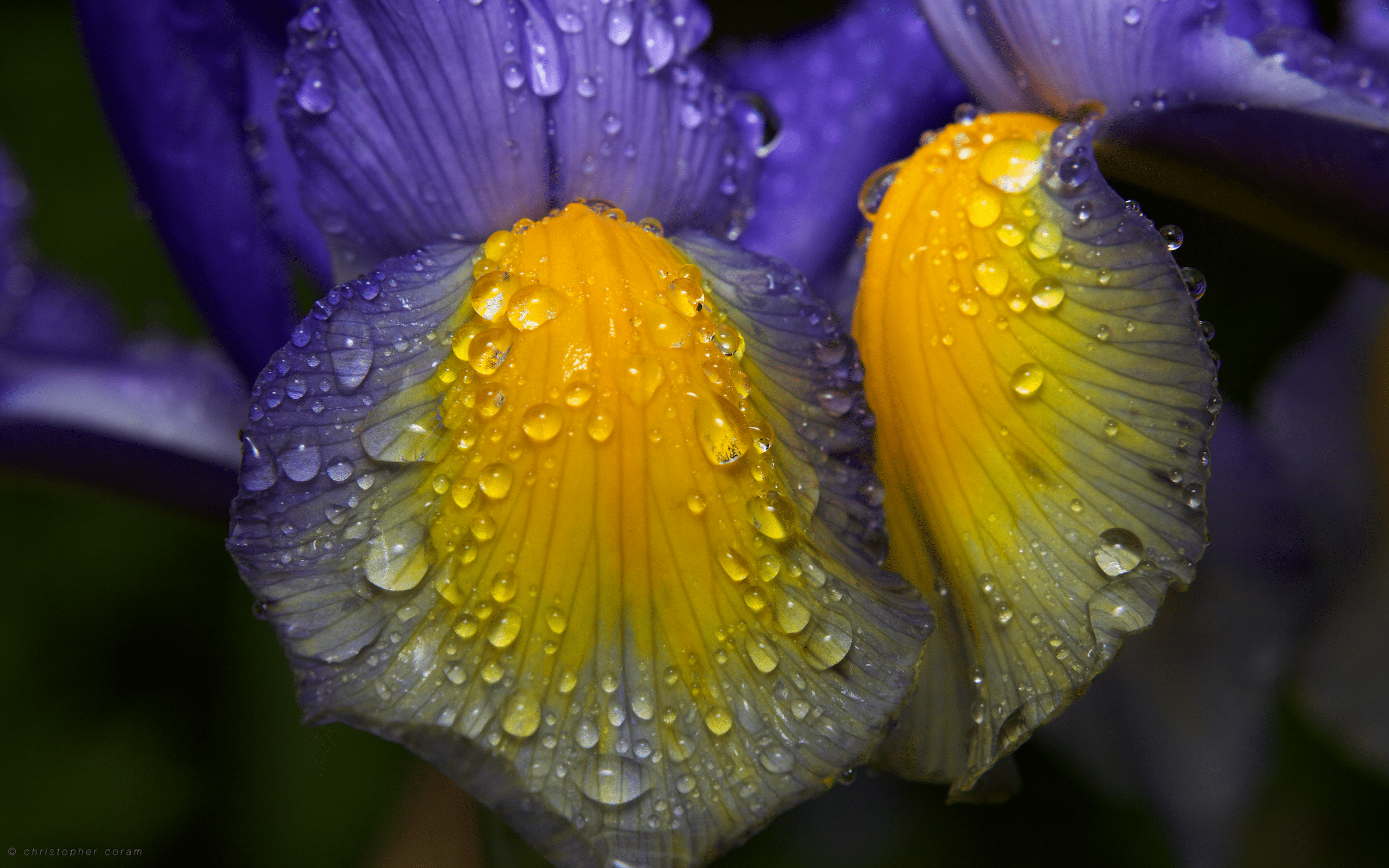 Iris Wallpapers - Top Free Iris Backgrounds - WallpaperAccess