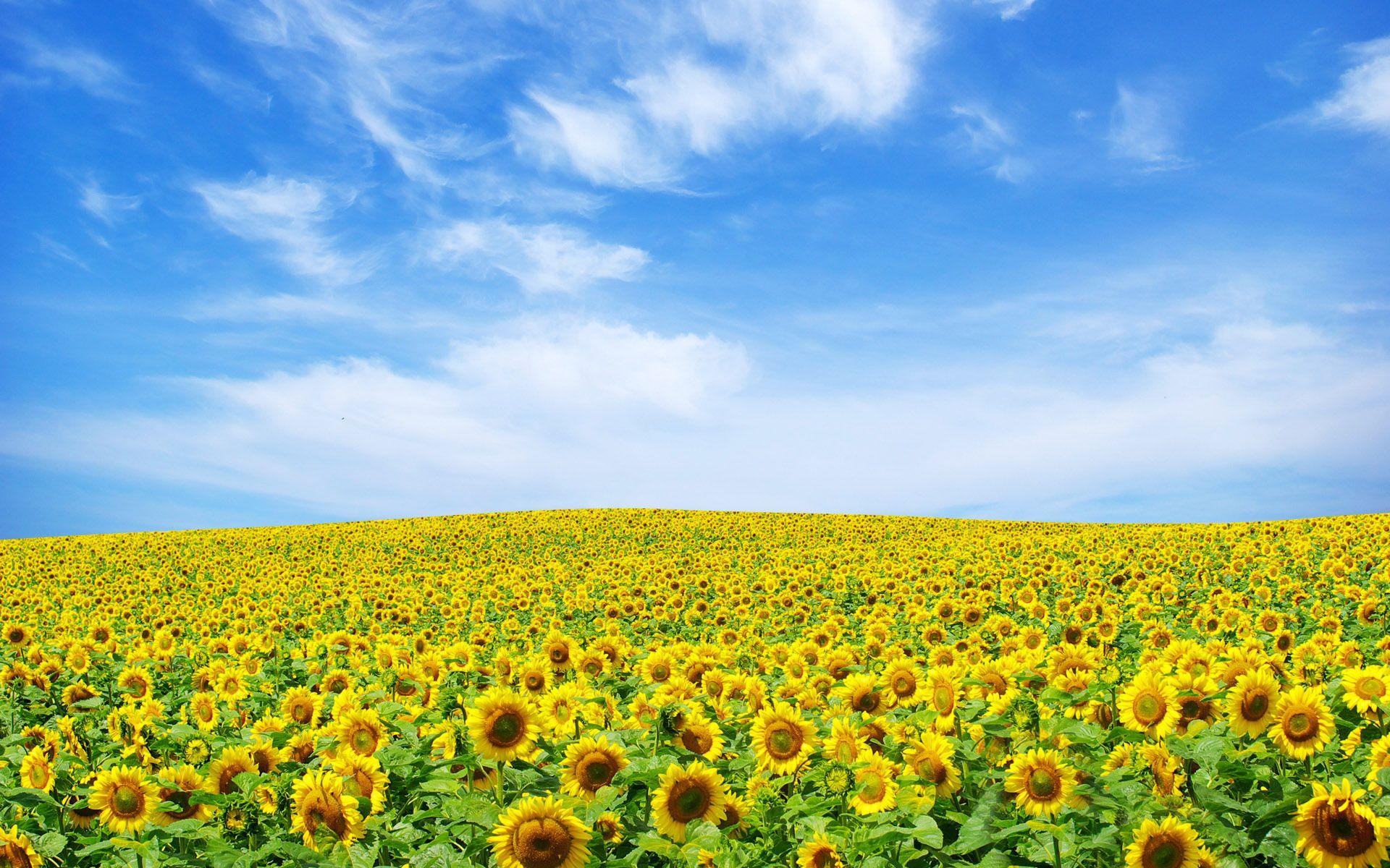 1920x1200 Sunflower Wallpaper