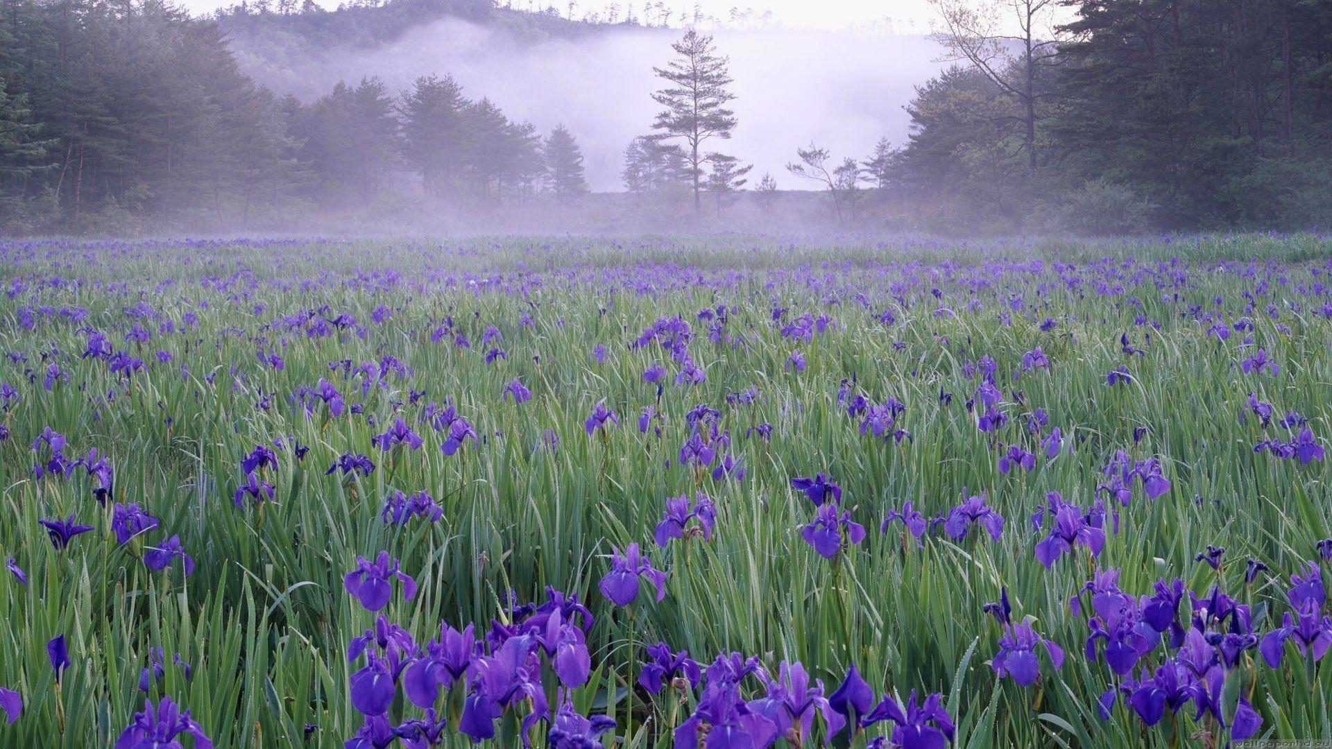 1920x1080 Iris Wallpaper. Bearded Iris Wallpaper
