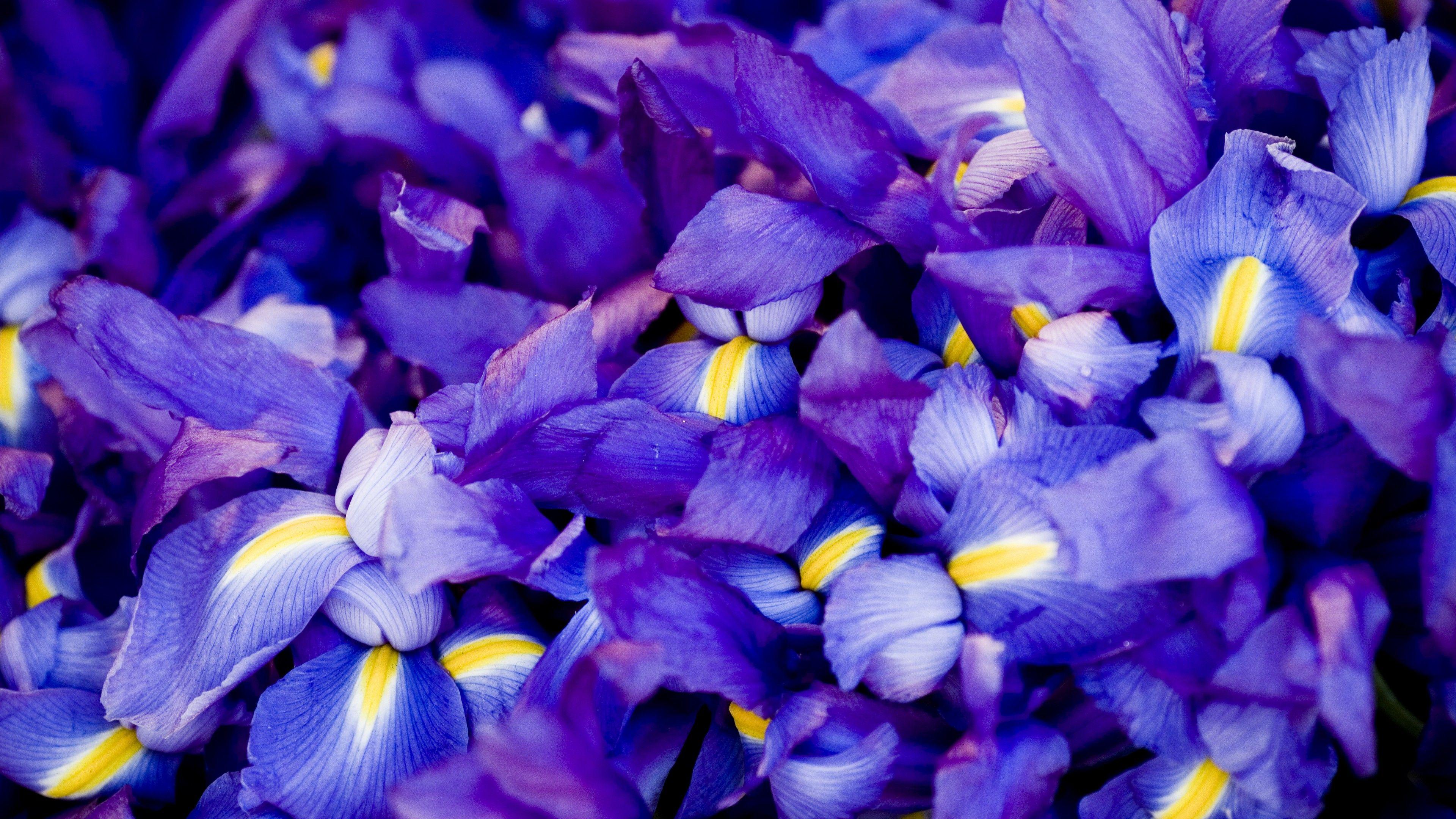 Mesmerizing Iris Kinds Wallpaper for Desktop Mesmerizing Iris Kinds Wallpaper for Desktop