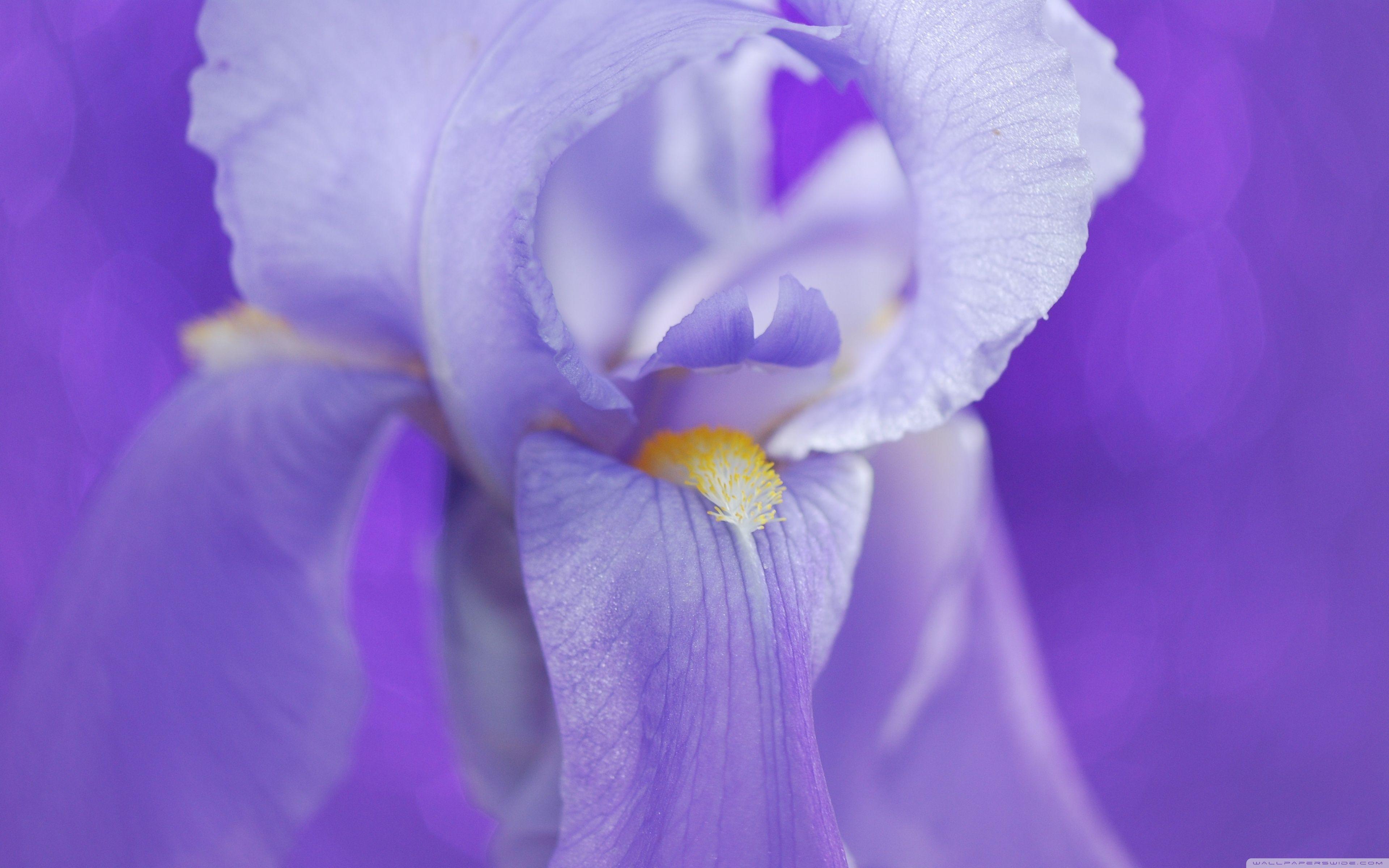 Breathtaking Iris Kinds Photo Concept Breathtaking Iris Kinds Photo Concept