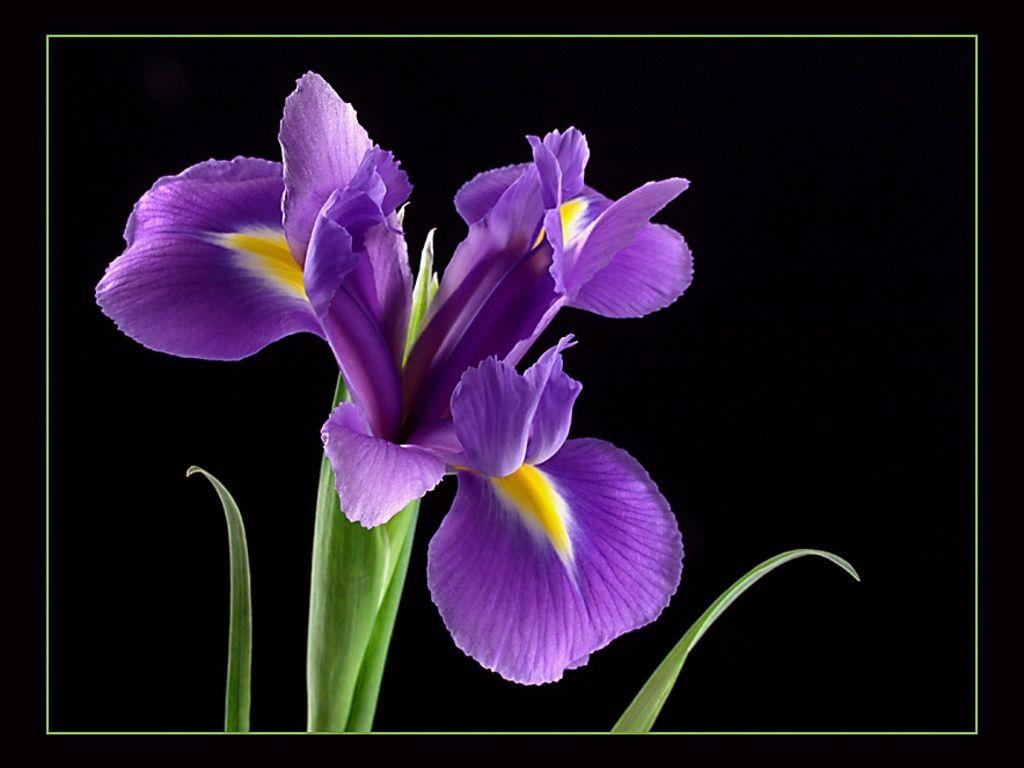 Iris Wallpapers - Top Free Iris Backgrounds - WallpaperAccess