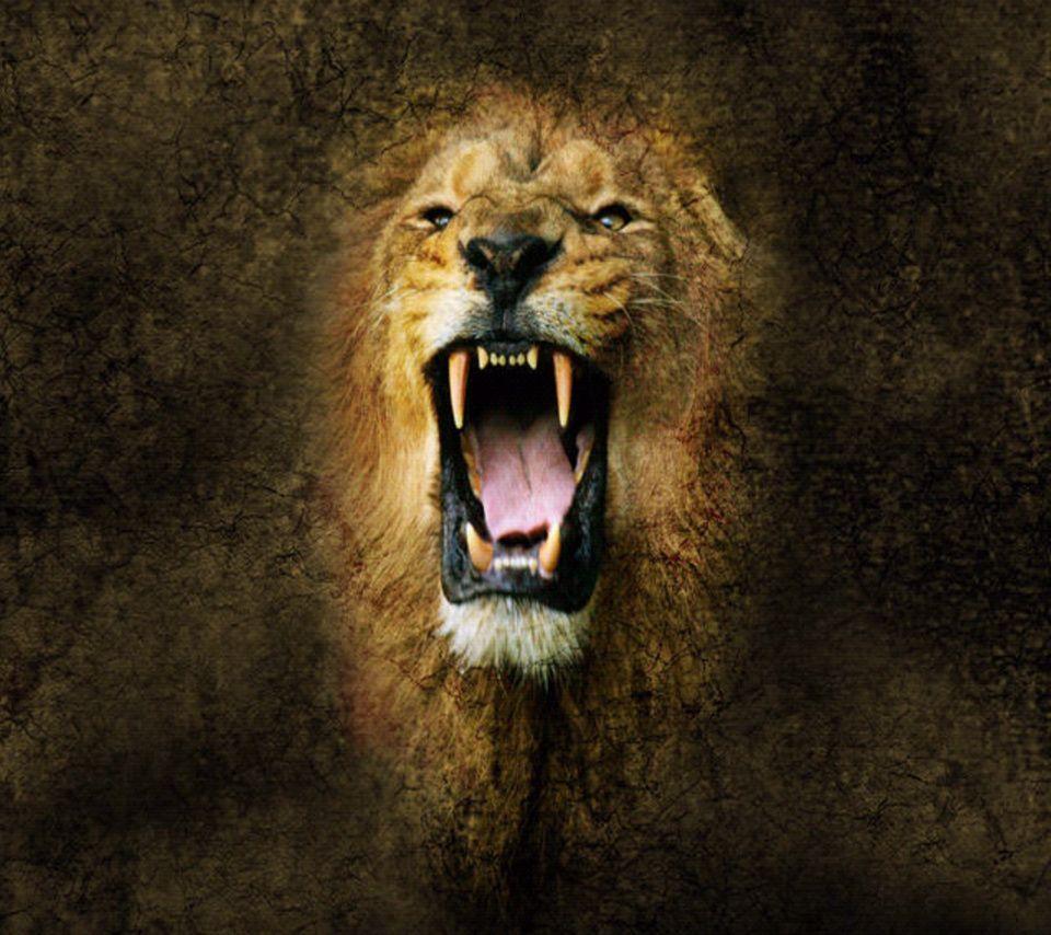 960x854 Angry Lion Face Wallpaper picturerotwall.
