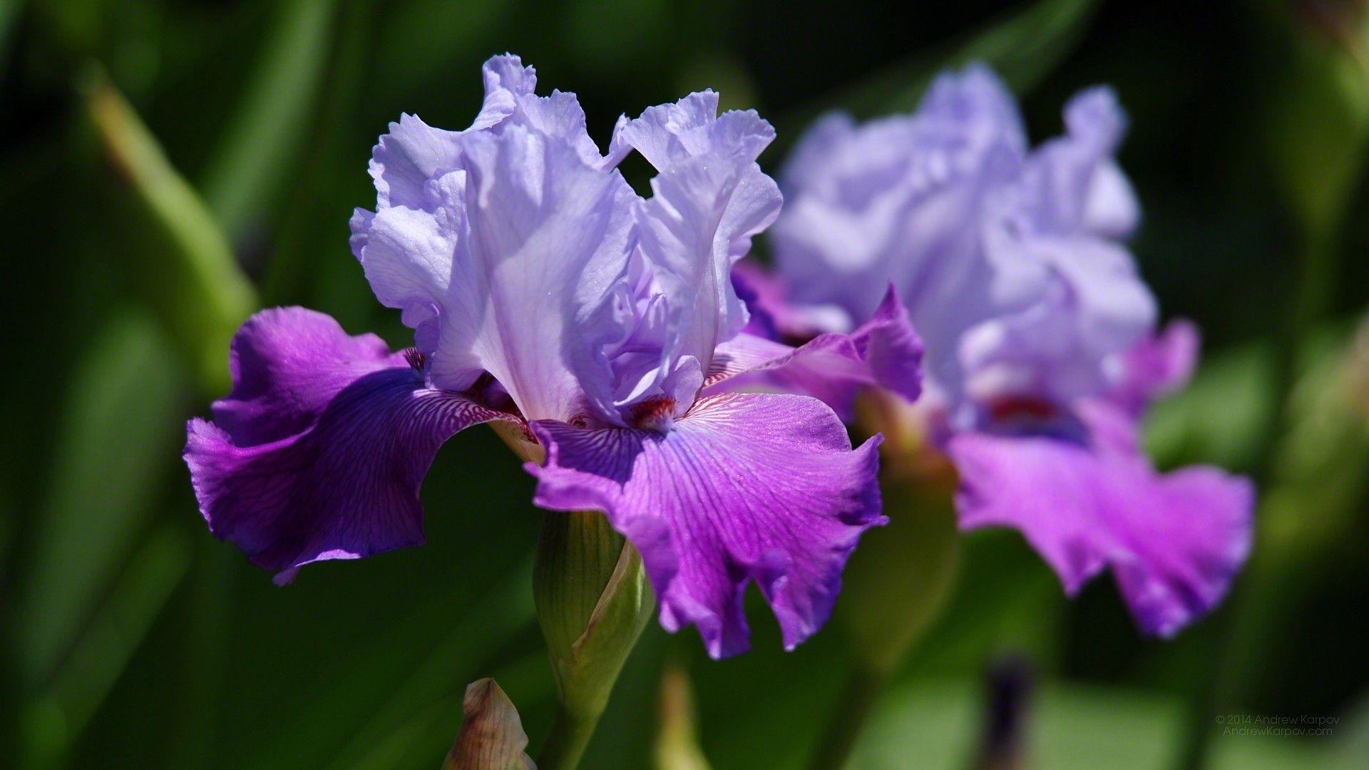 Detailed Iris Kinds Landscape Nature Detailed Iris Kinds Landscape Nature