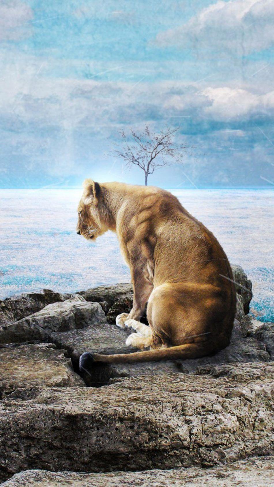 950x1689 Lone Sad Lion HD Mobile Wallpaper Wallpaper 4k For Mobile