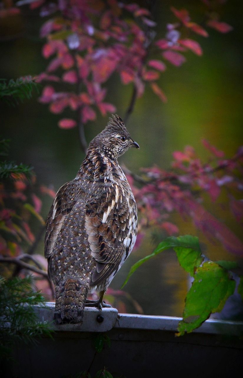 825x1280 Free Ruffed Grouse & Grouse Image