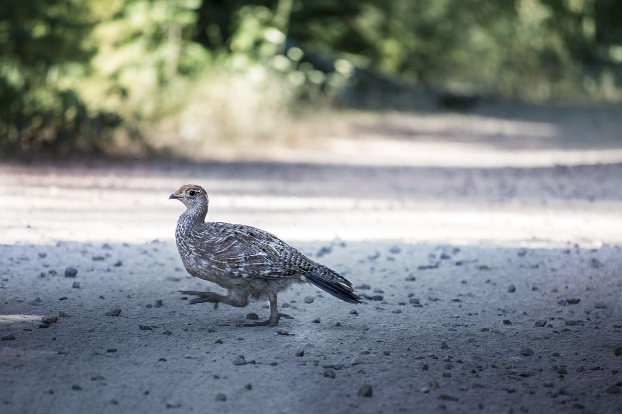 1280x853 Bird Grouse Hunting Hide