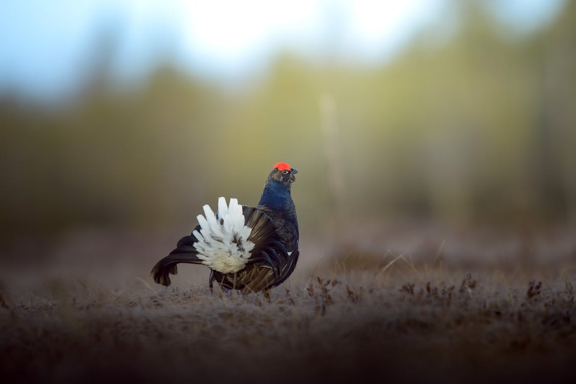 1125x750 A Grouse on the Grass · Free