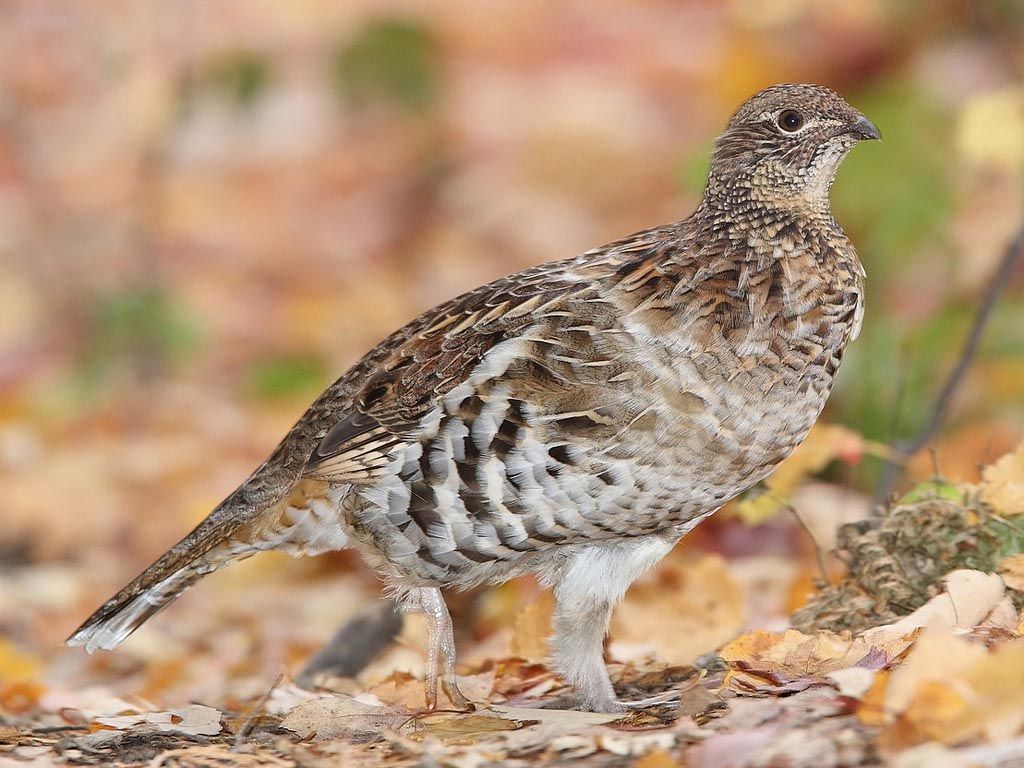 1024x768 The World Birds: Grouse (Phasianidae)