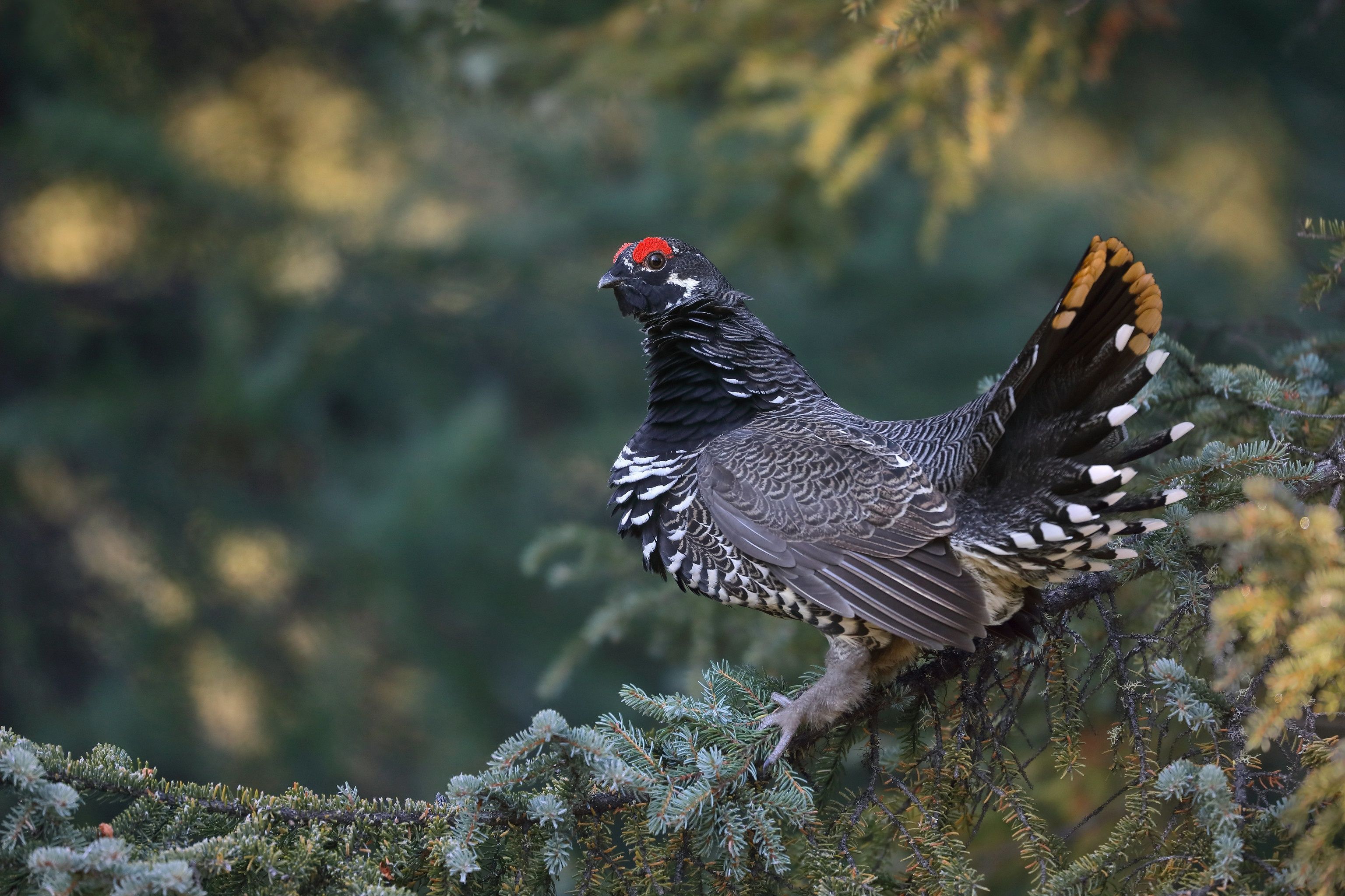 3072x2048 Download Branch Bird Animal Grouse HD Wallpaper