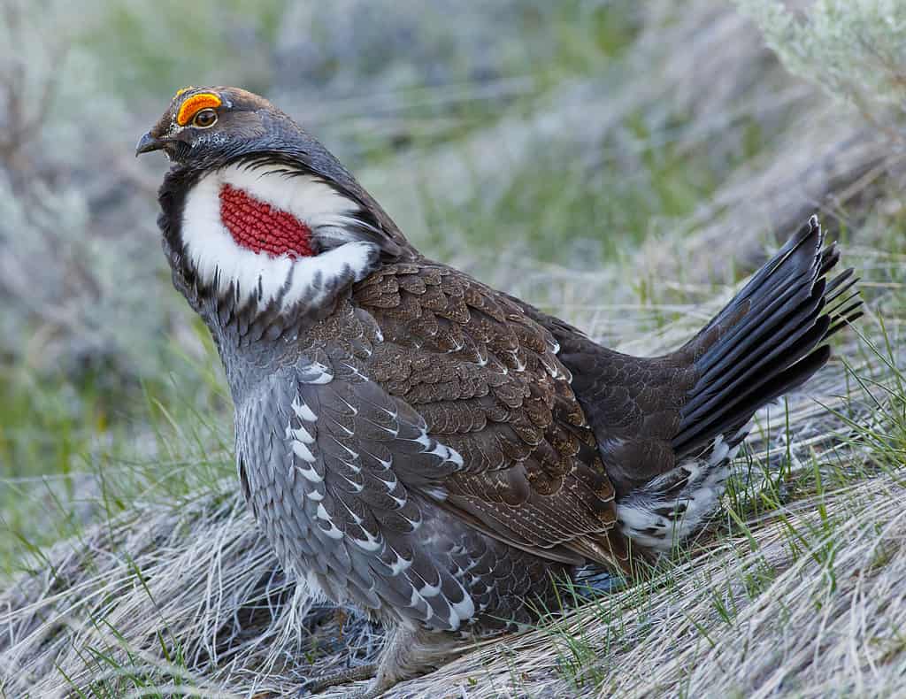 1024x790 Grouse Bird Facts Z Animals