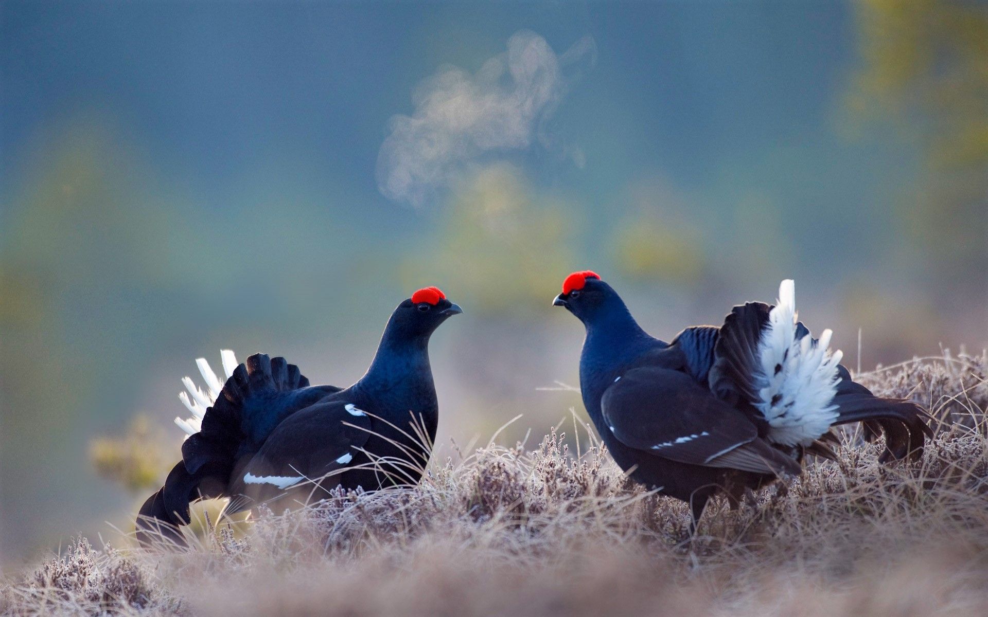 1920x1200 Download Blue Grouse Bird Animal Grouse HD Wallpaper