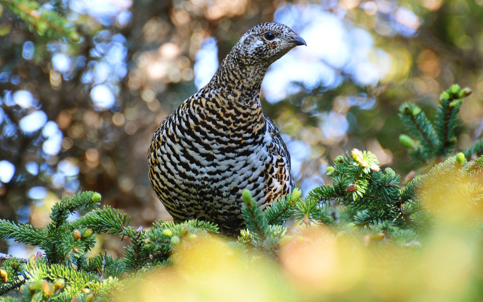 1680x1050 Spruce Grouse