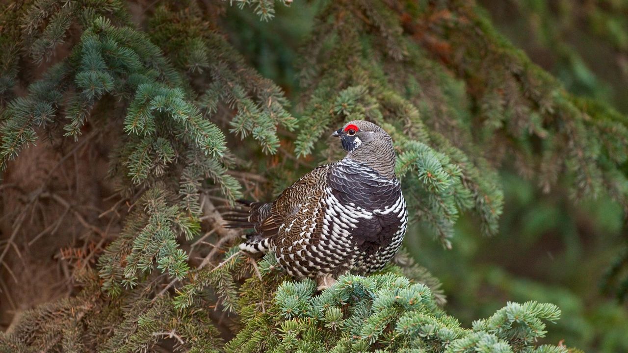 1280x720 Spruce grouse in a spruce tree in Denali National Park, Alaska Gallery · Peapix