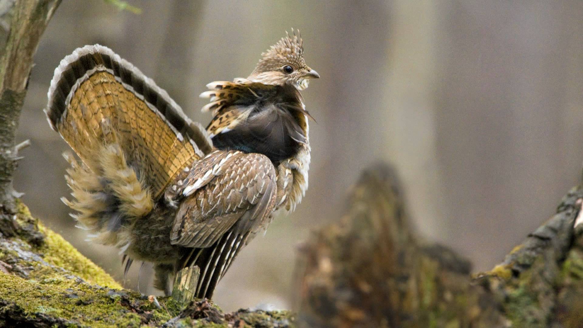 1920x1080 Mating to the Beat of a Different Drum Wisconsin Woods