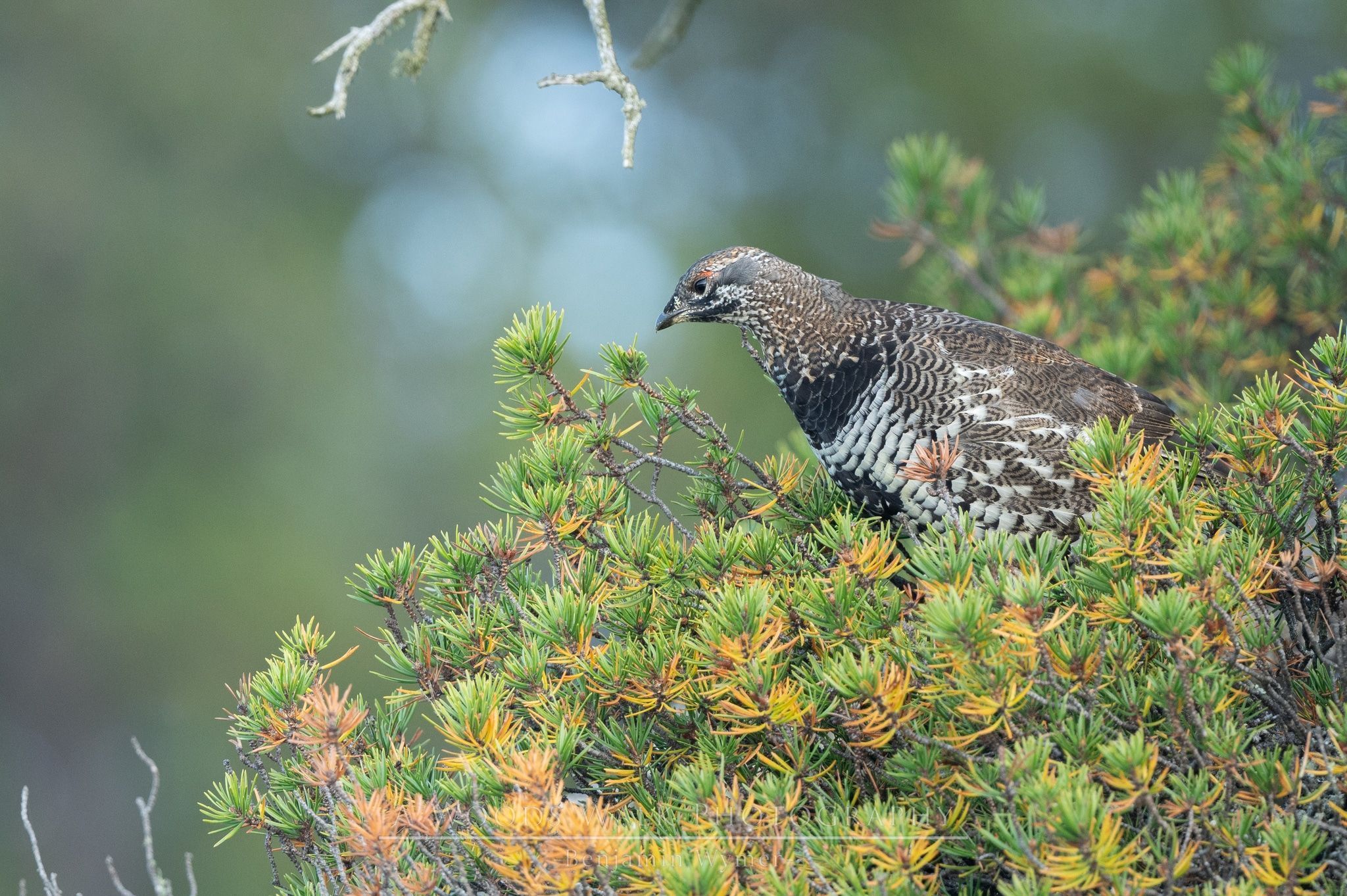 2048x1363 Spruce grouse study finds relatively stable population