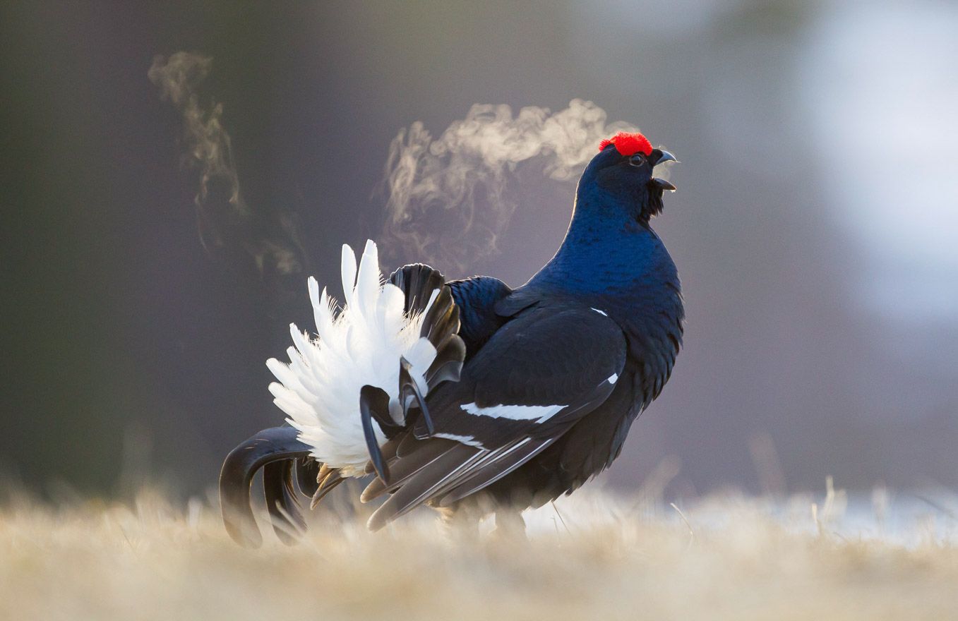 1357x880 How I got the shot.Black Grouse Things Wildlife.co.uk