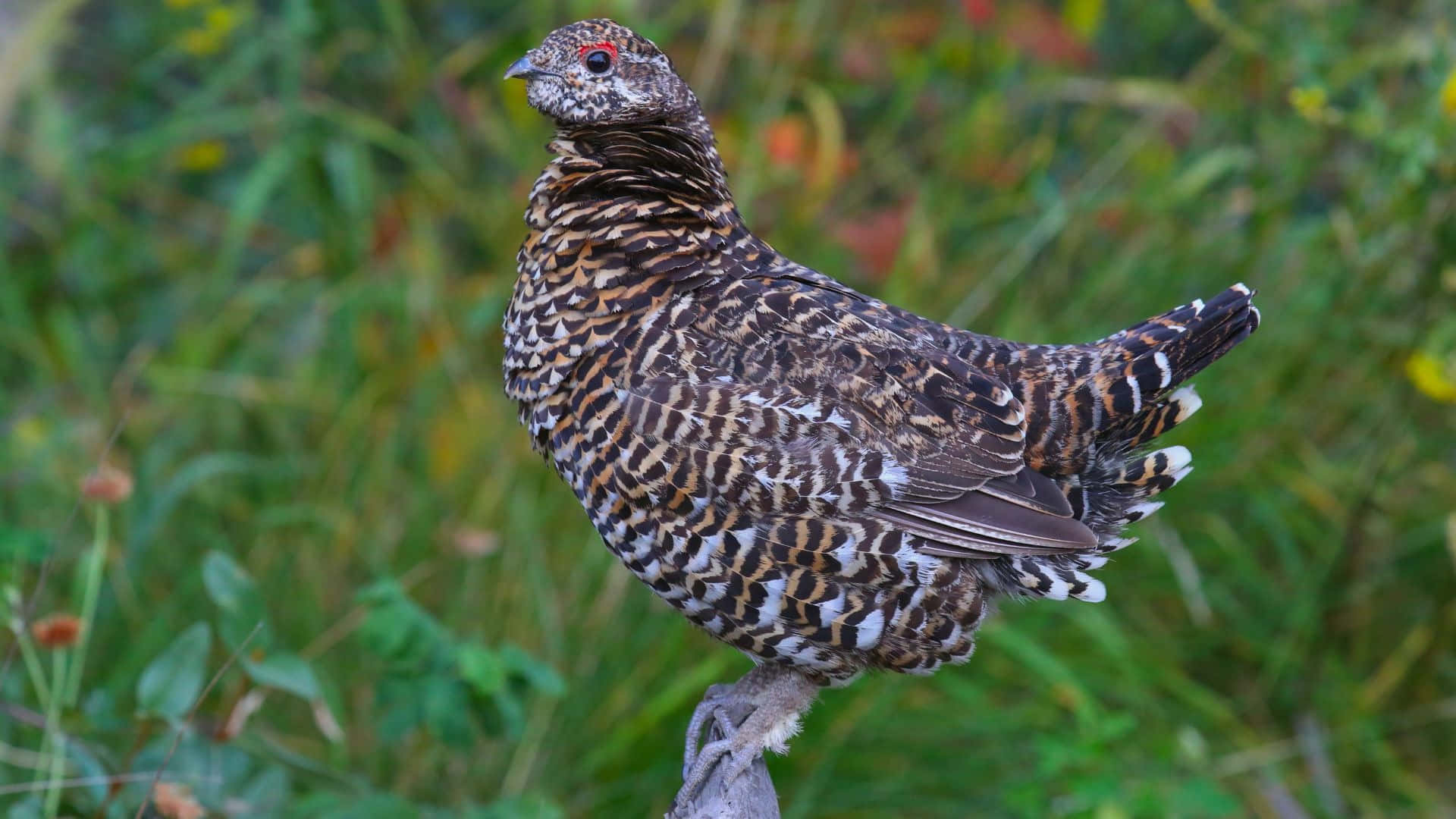 1920x1080 Grouse Wallpaper