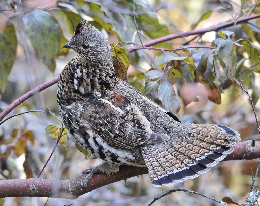 1024x810 Ruffed Grouse. The Audubon Birds & Climate Change Report