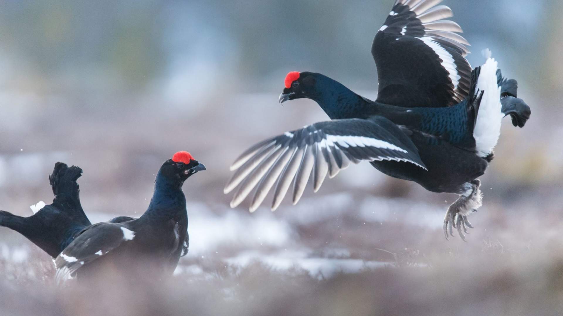 1920x1080 Black grouse display from photo hide