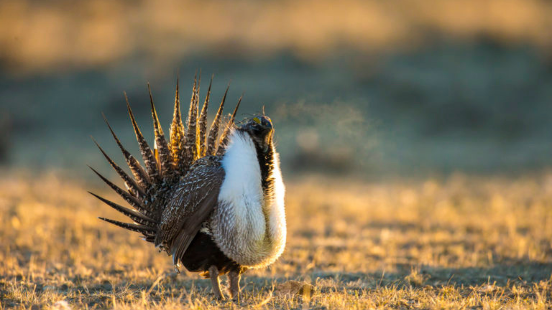 1920x1080 MPF Webinar: Grassland Grouse: Beauty, Biology, & Conservation Native!