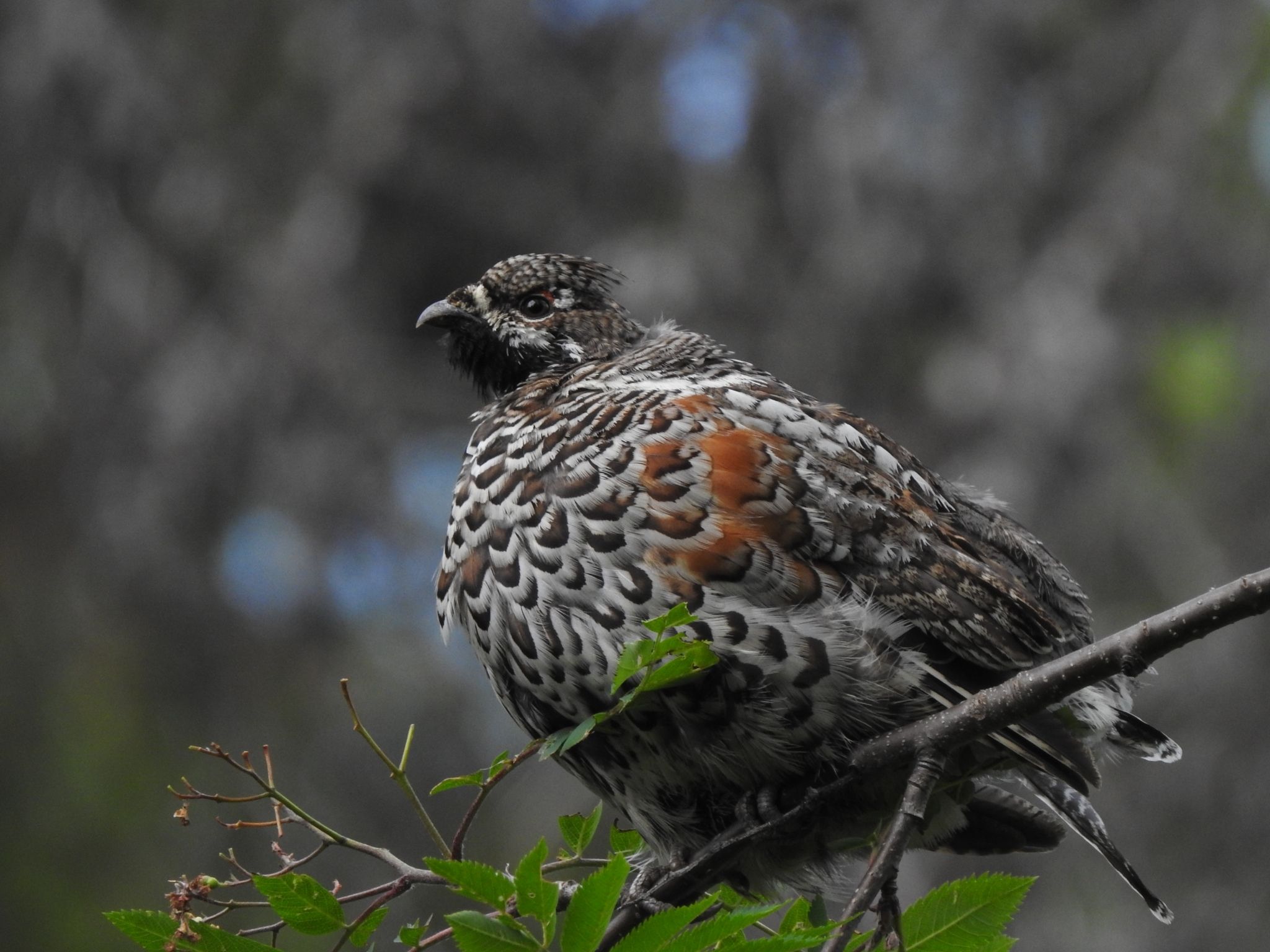 2048x1536 Hazel grouse