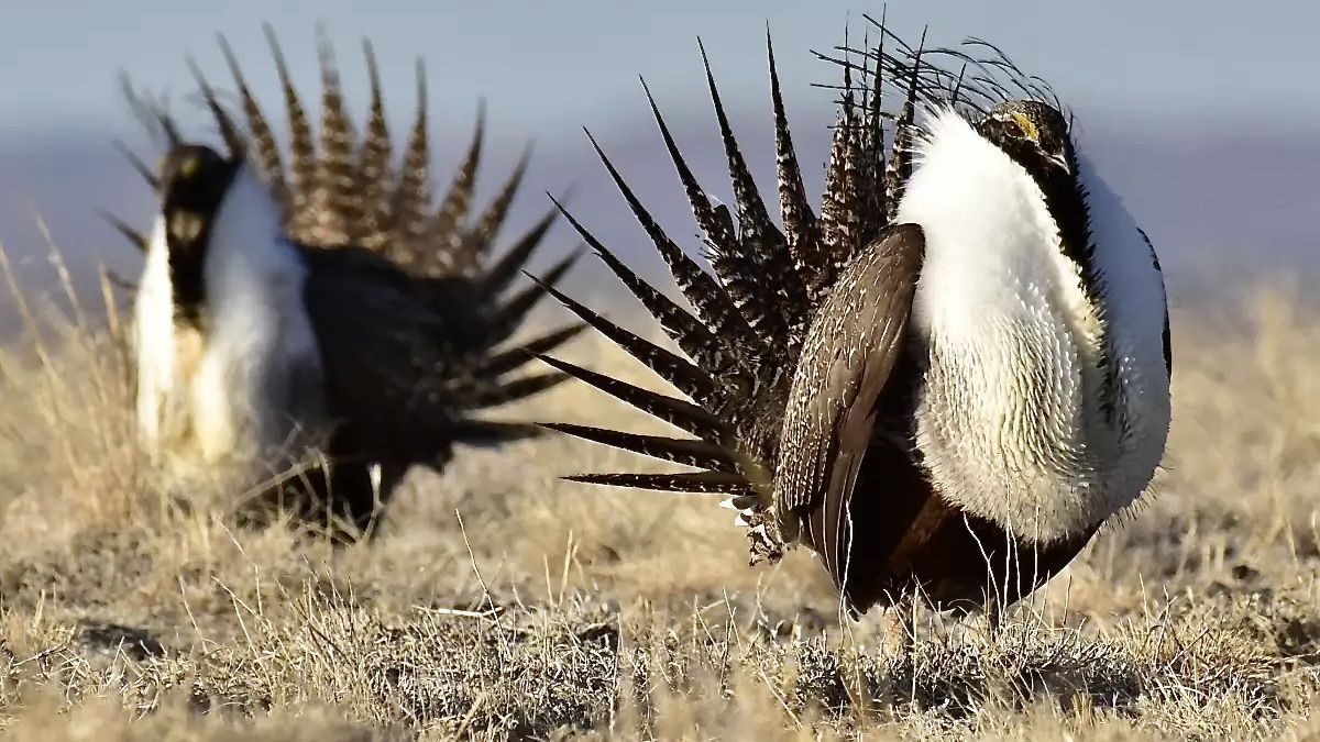 1200x675 DWR urges calm as sage grouse mating season dawns