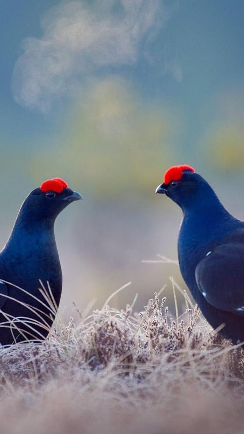 800x1422 HD grouse wallpaper