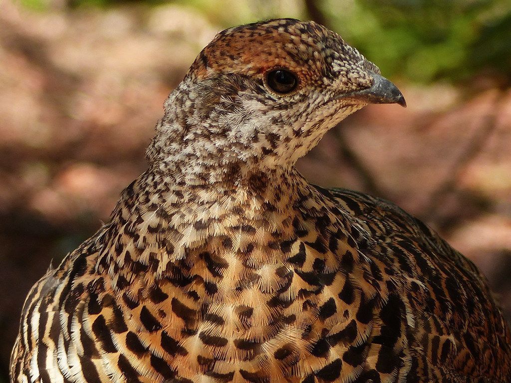 1024x768 Young Spruce Grouse. About two weeks ago, on 20 August 2016