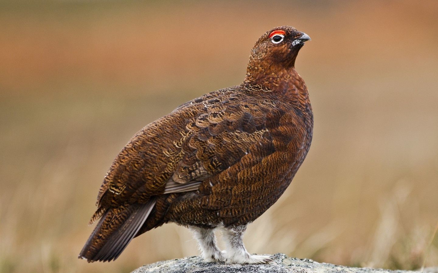 1440x900 Grouse Wallpaper 2046x1292 82134