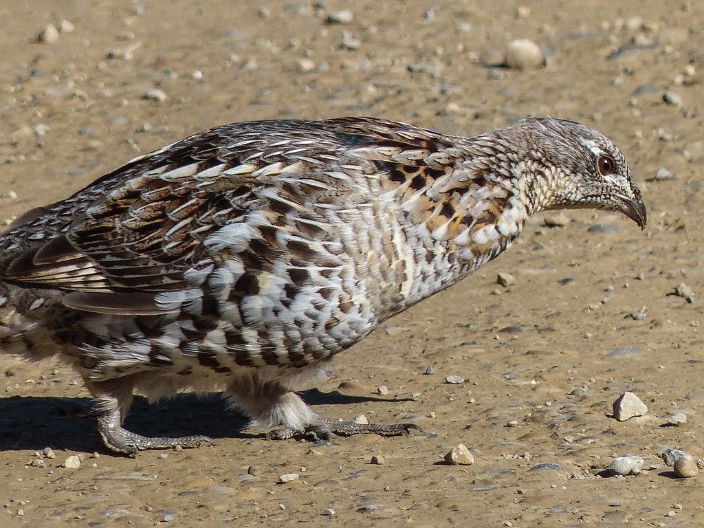 1024x768 Ruffed Grouse my archives. Not a very well composed