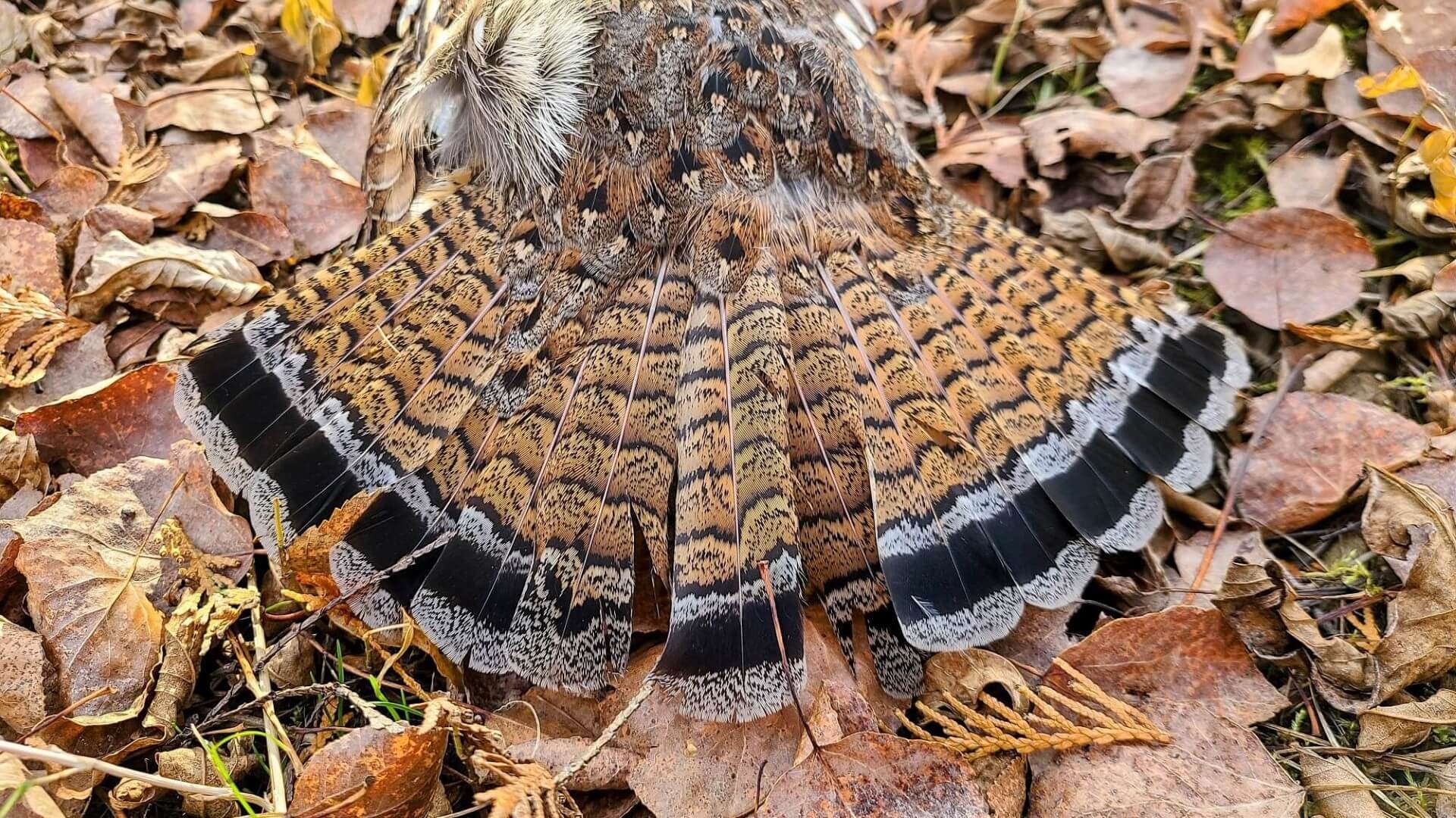 1920x1080 Getting Started Ruffed Grouse Hunting